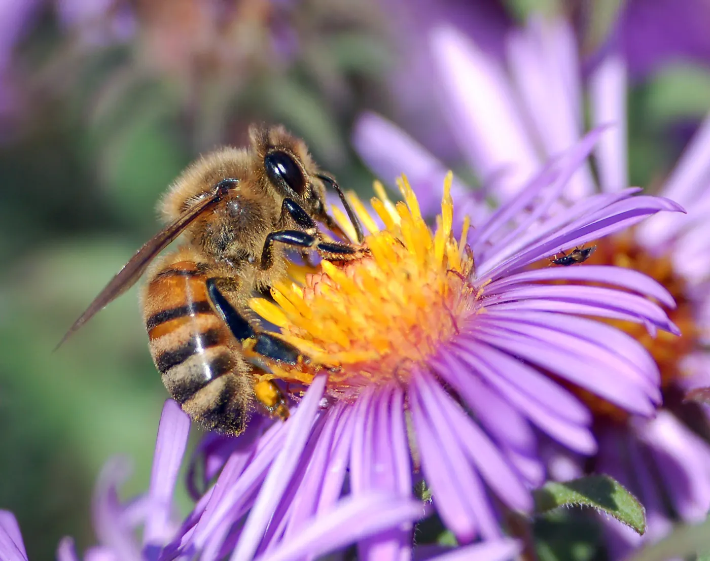 Ong mật Apis mellifera