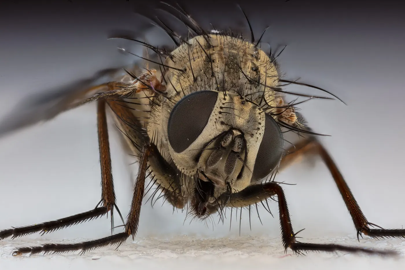 Ruồi nhà Musca domestica